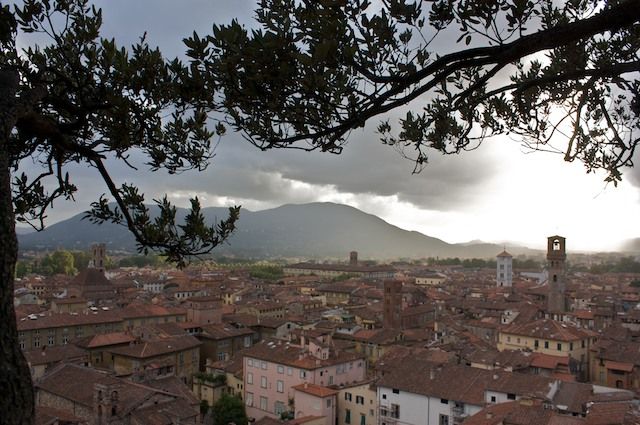 vista dalla torre guinigi lucca