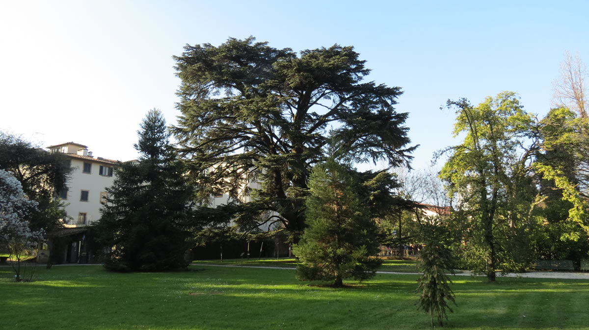 Monumental cedar at the botanical garden of lucca