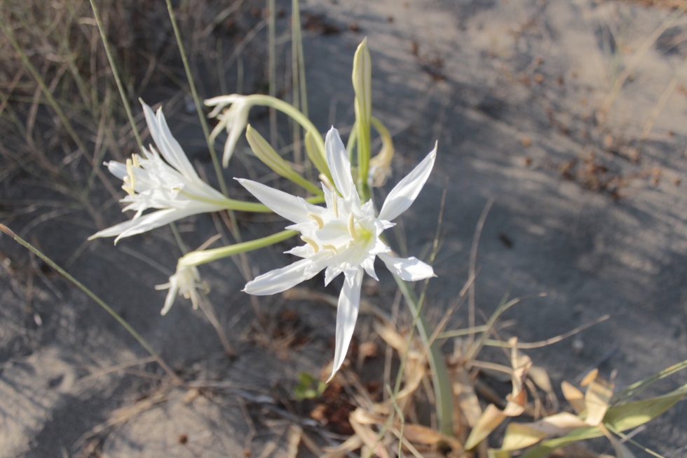 le lys de mer a fleuri sur les dunes de la versilia