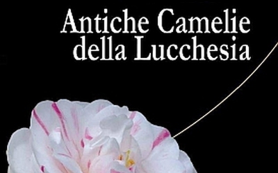 Poster of the expo "Antiche Camelie della Lucchesia"