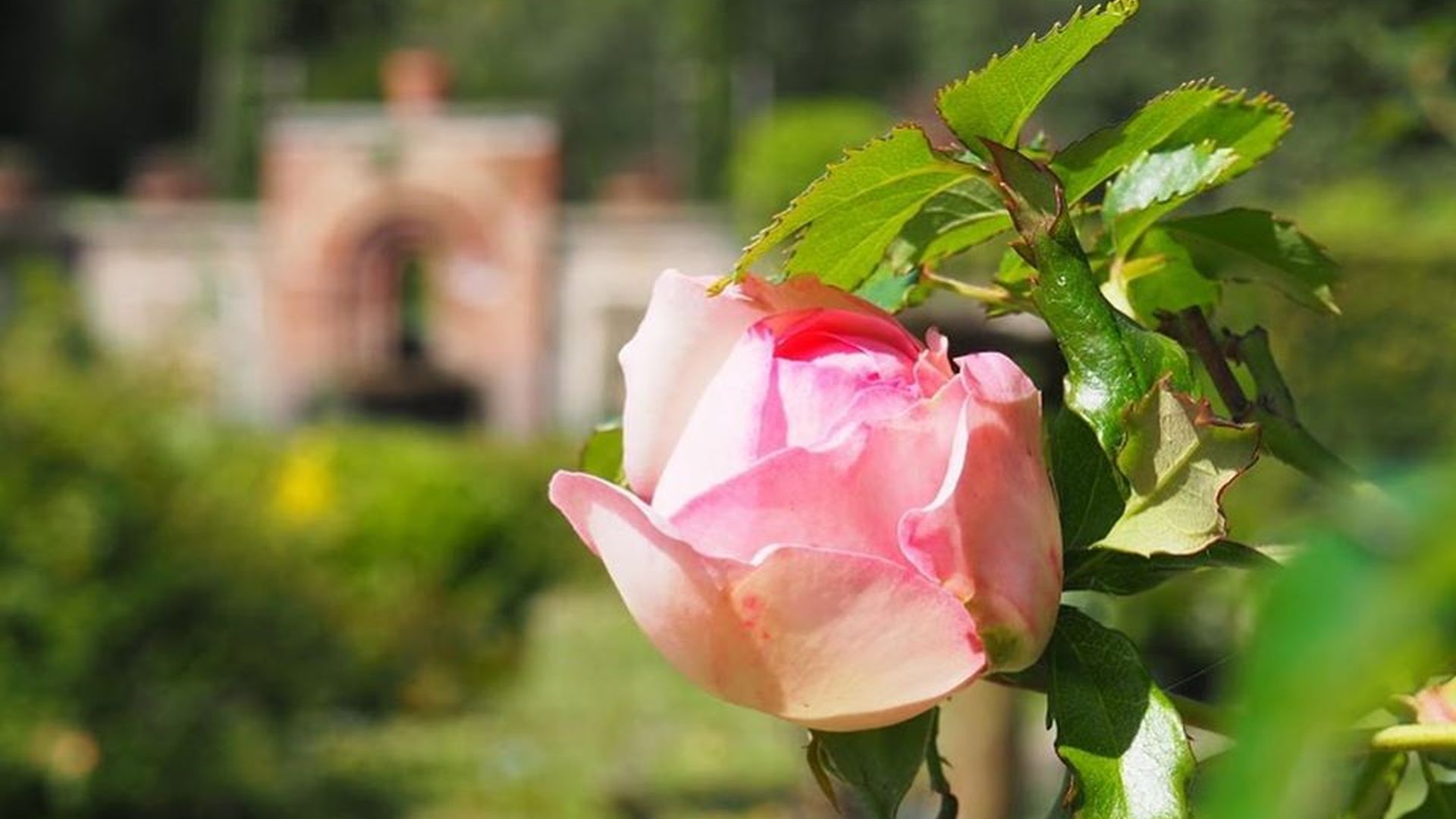  blooming rose in the park of villa reale in marlia