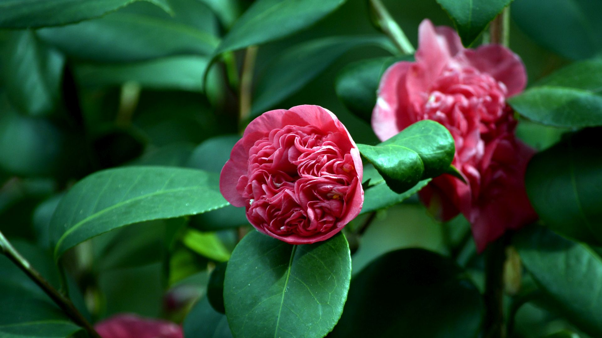 camelia in fiore al giardino di palazzo Orsetti a Lucca