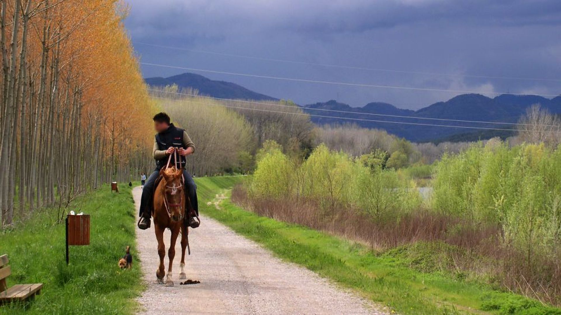 horse riding along the path f the park in spring