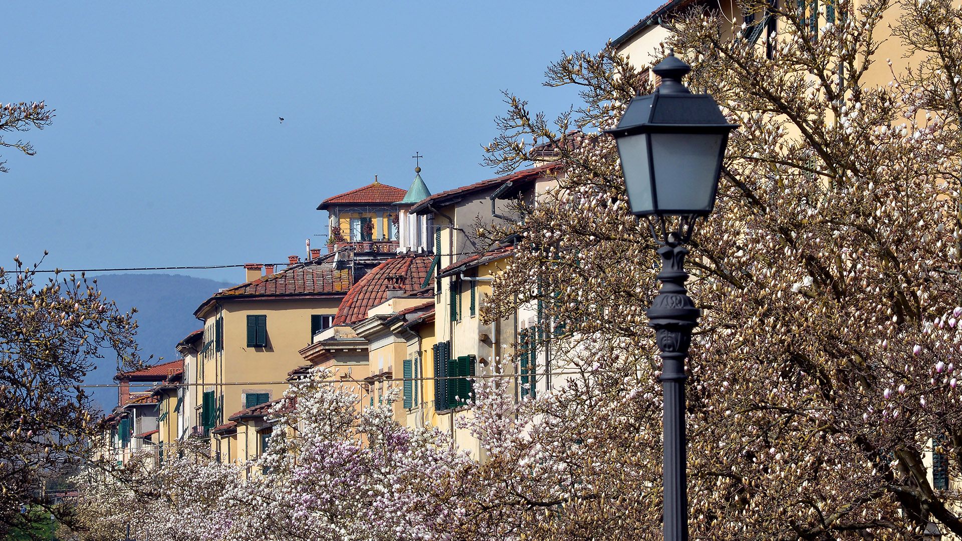 maglolie in fiore in corso garibaldi a lucca