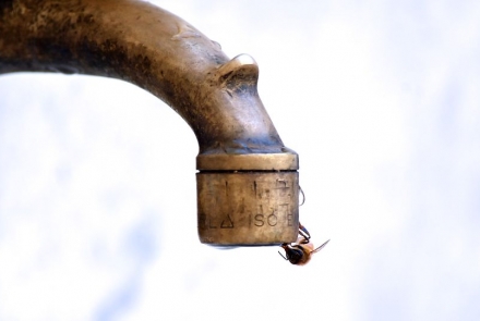 un'ape beve da una fontana