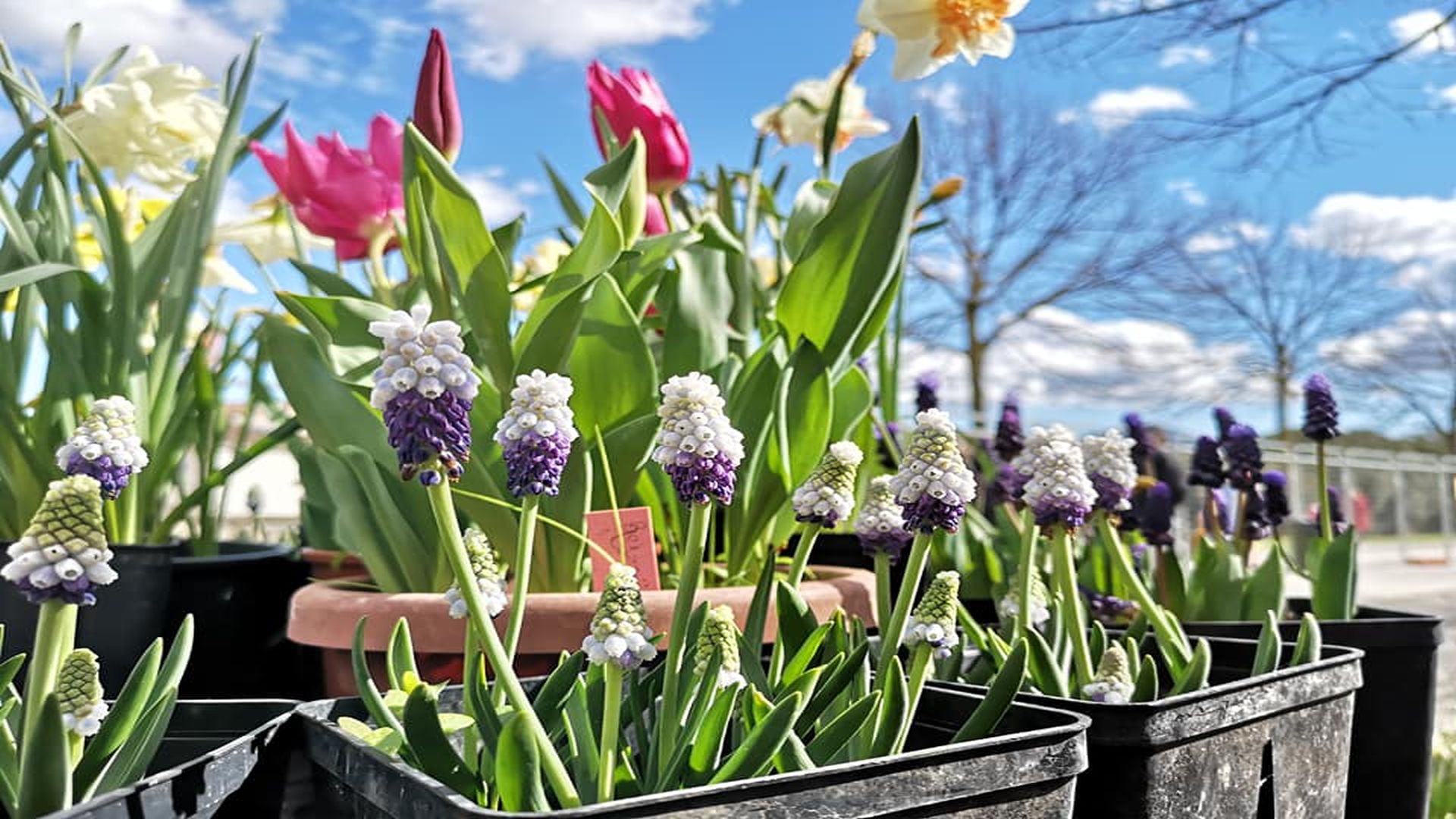 verdemura fiera di giardinaggio sopra le mura di lucca