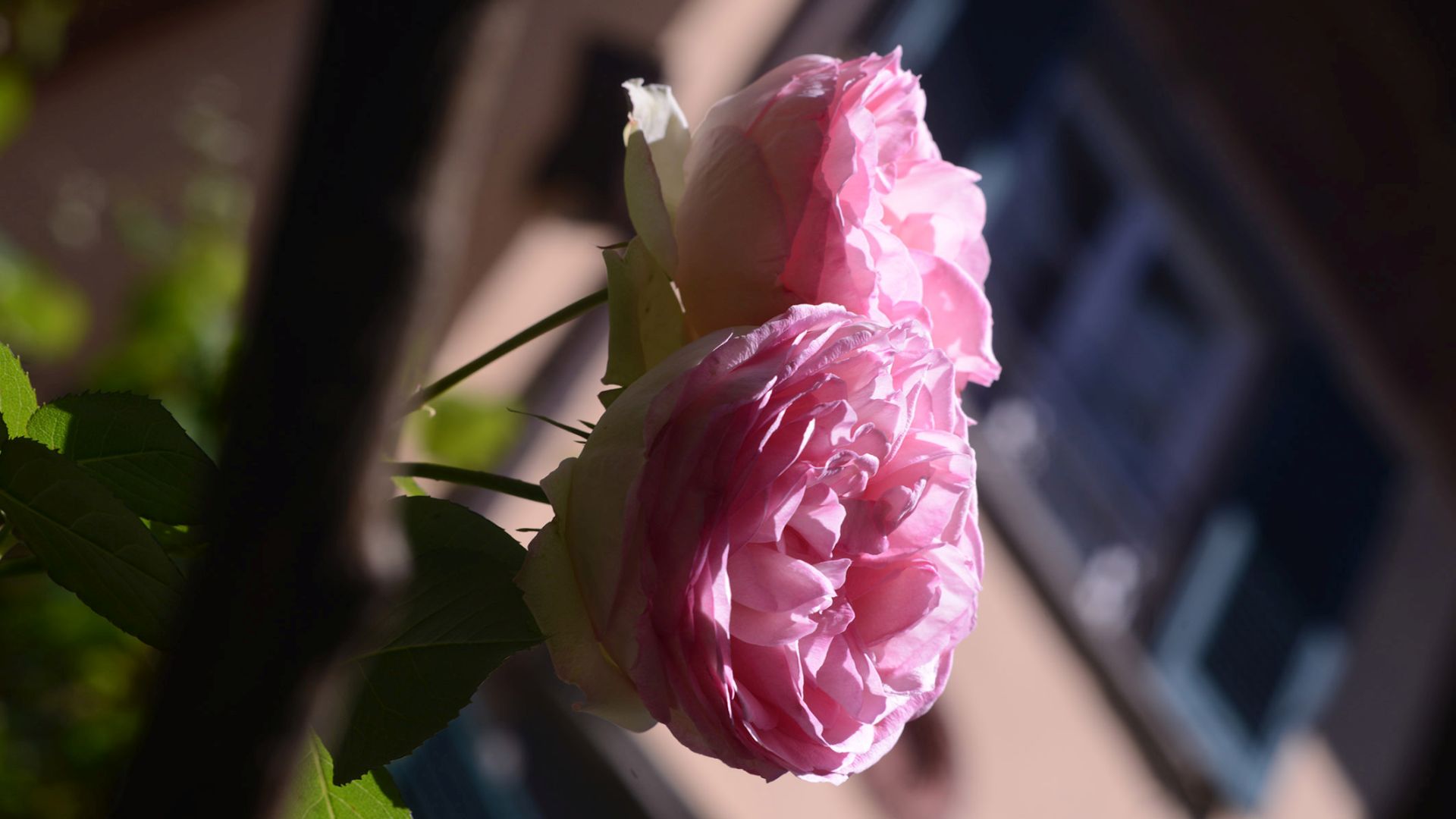 Flowering of antique roses in a couryards of Lucca