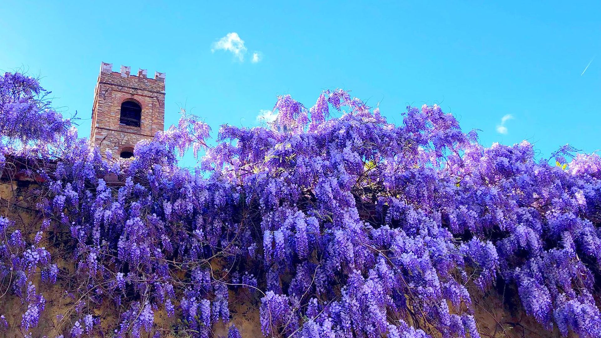 fioritura del glicine di palazzo micheletti