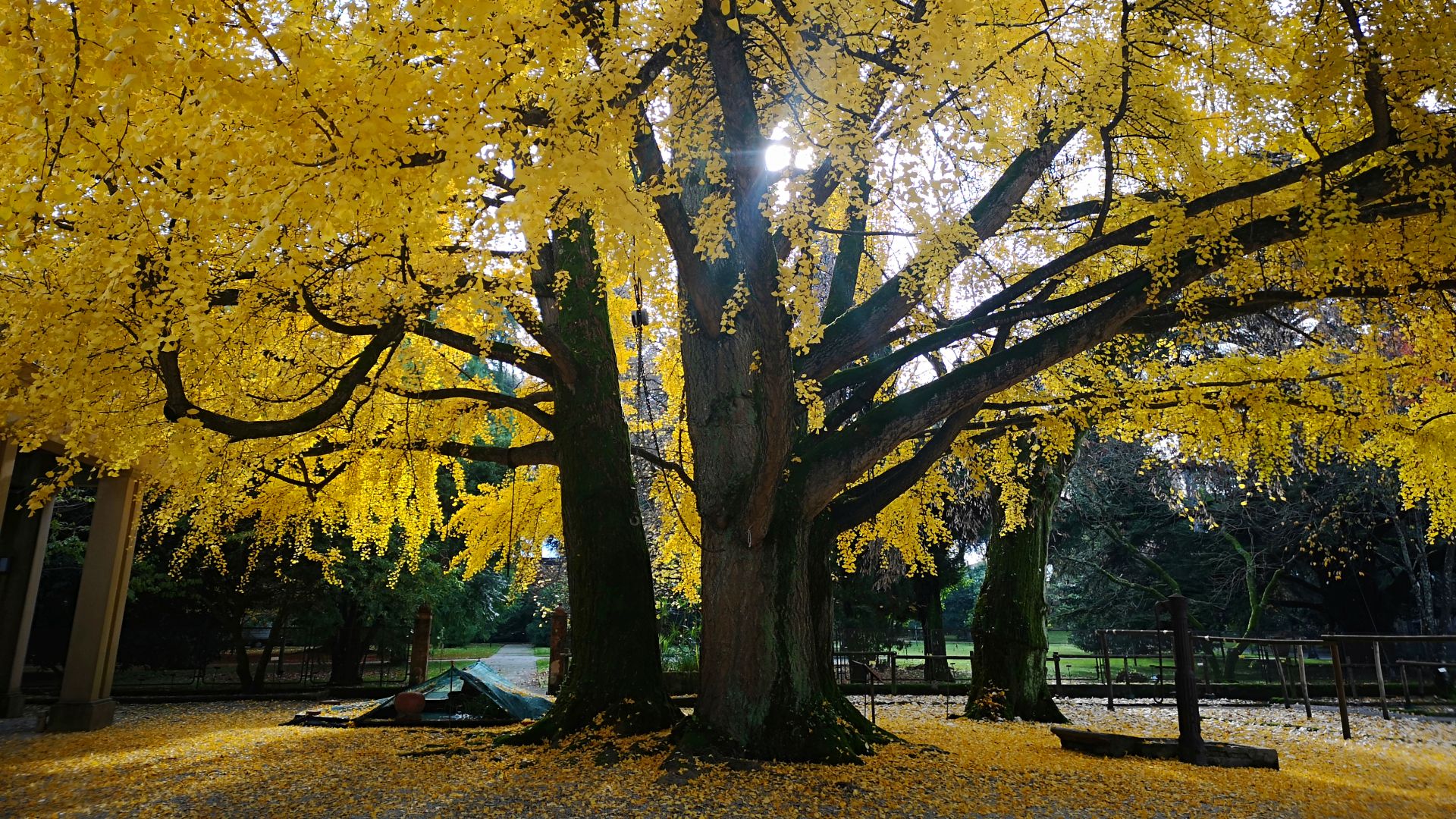 foliage del ginko biloba all'orto botanico di lucca