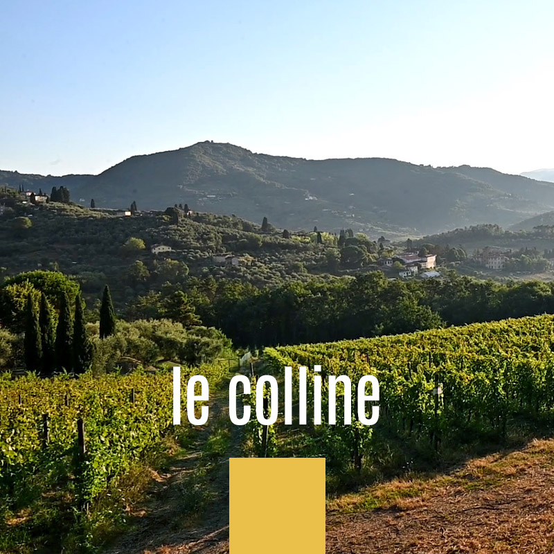 le colline lucchesi