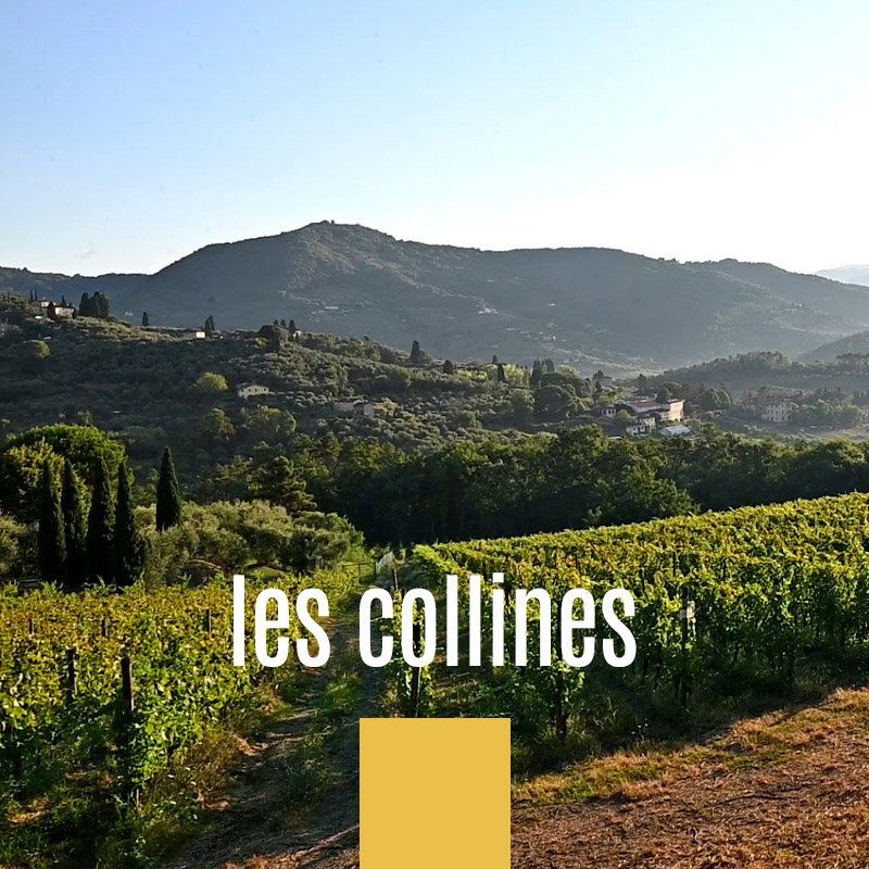 paysages des collines lucquoises