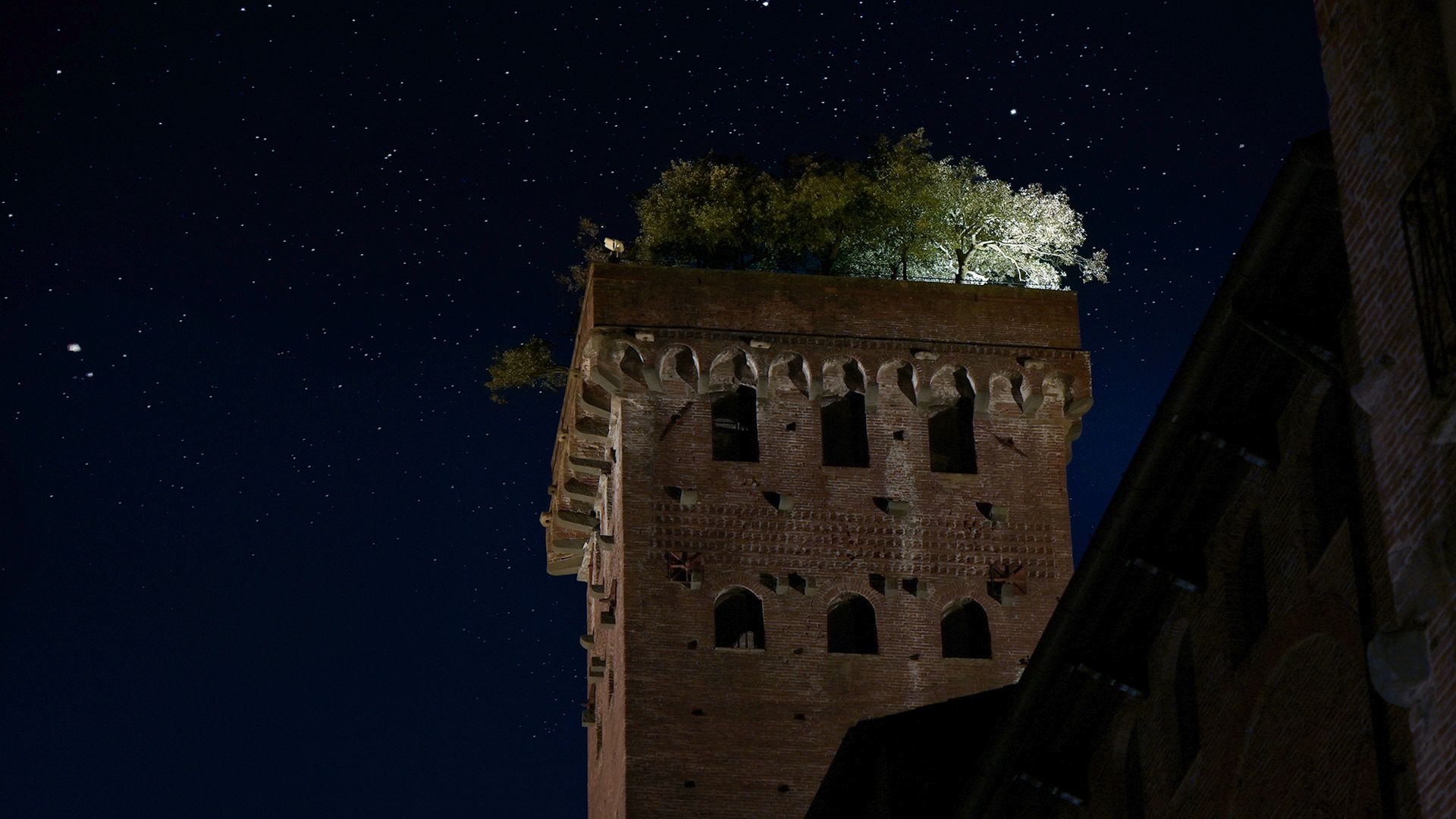 torre guinigi de lucca en la noche