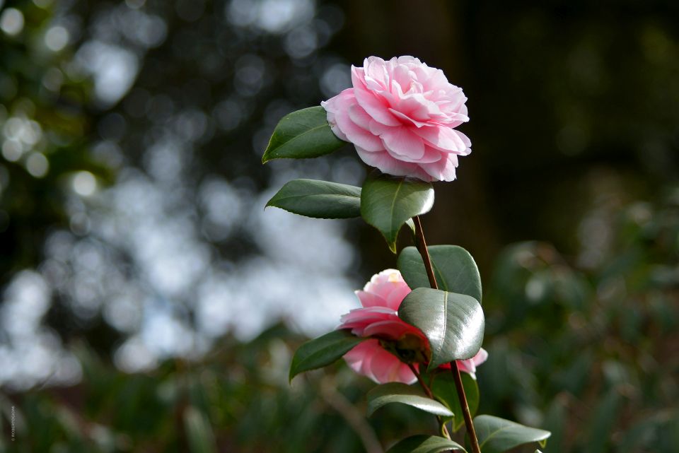 camellia in bloom - turismo.lucca.it