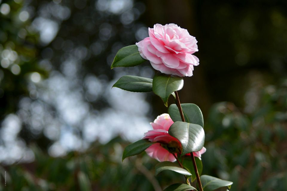 camelia in fiore - turismo.lucca.it