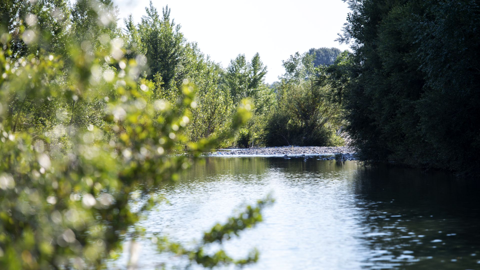 vegetation lelong du fleuve Serchio - visites dante 700