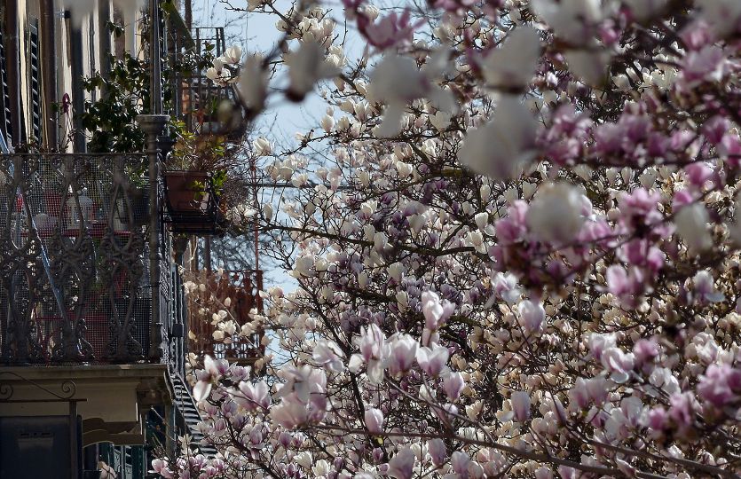 Magnolien im Corso Garibaldi in Lucca - turismo.lucca.it 