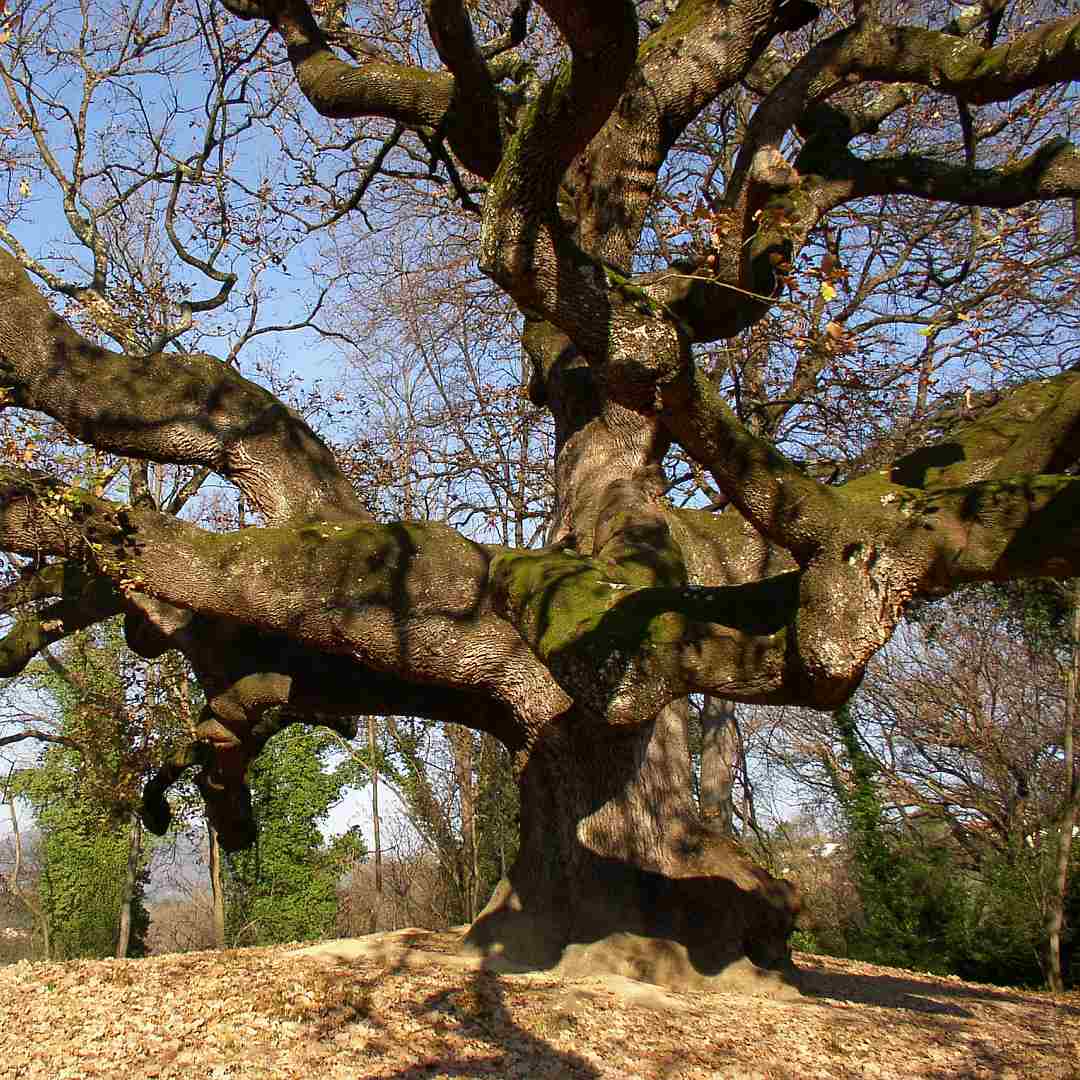 Capannori, the witches' oak tree