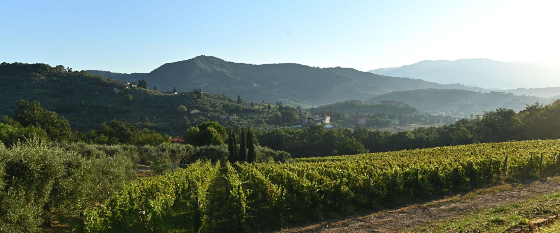 The colors of summer in Lucca; the hills of lucca in summer