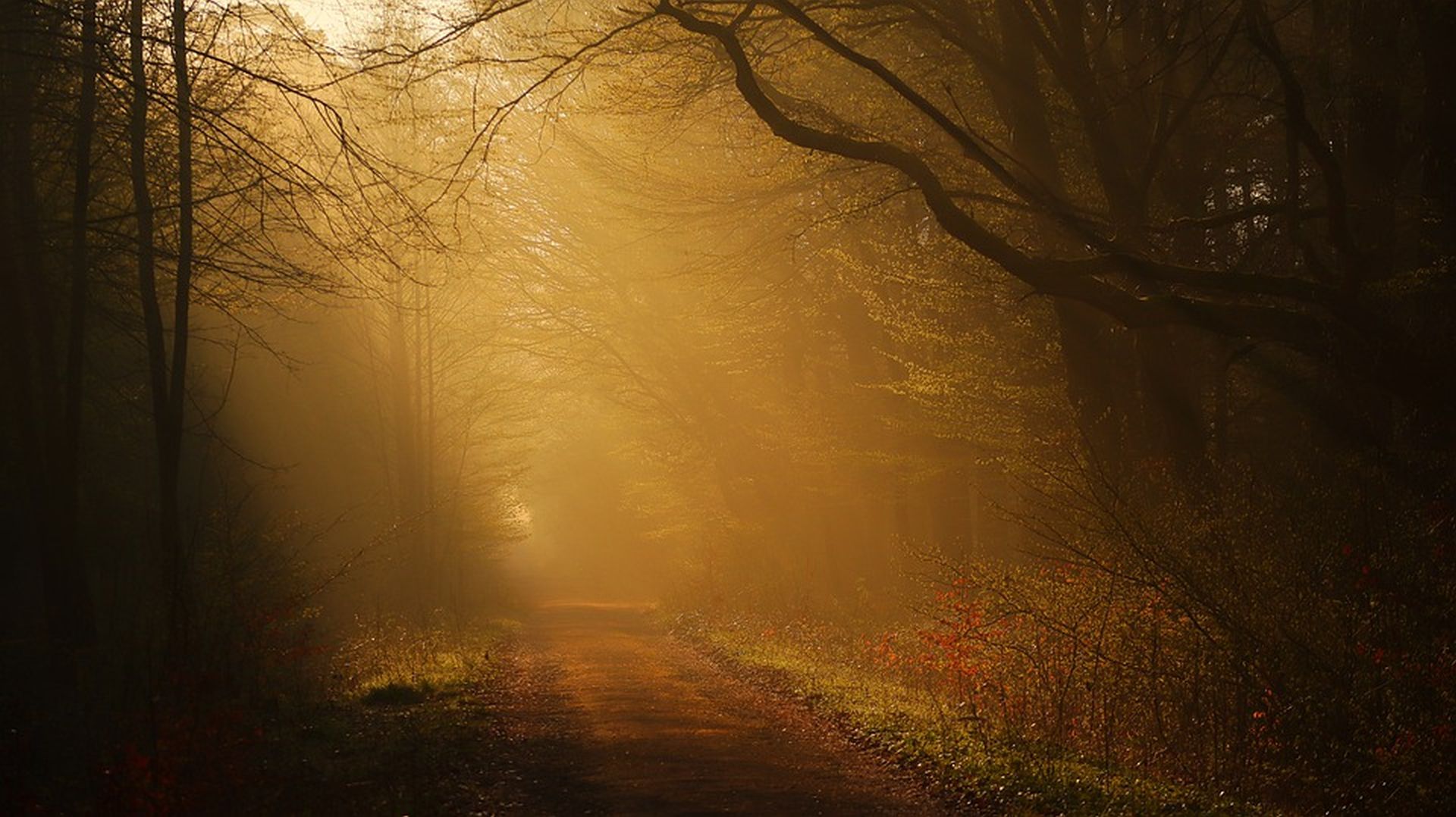 aube dans un bois - dante 700