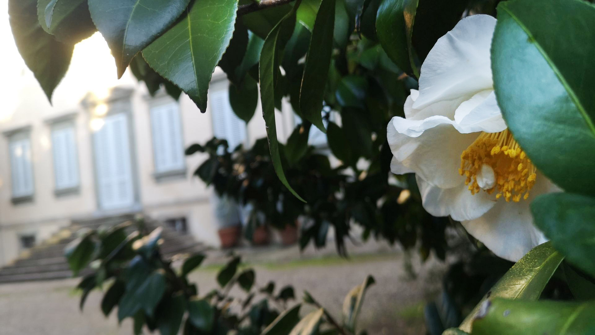 Camelia de otoño en el jardín de Villa Bottini en Lucca