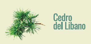 cedar of lebanon on the city walls of lucca