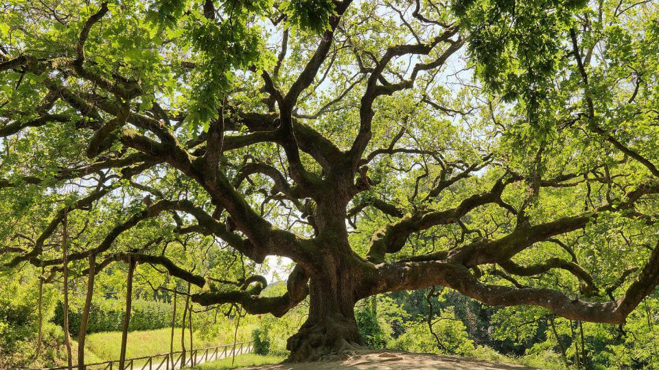 witch oak 