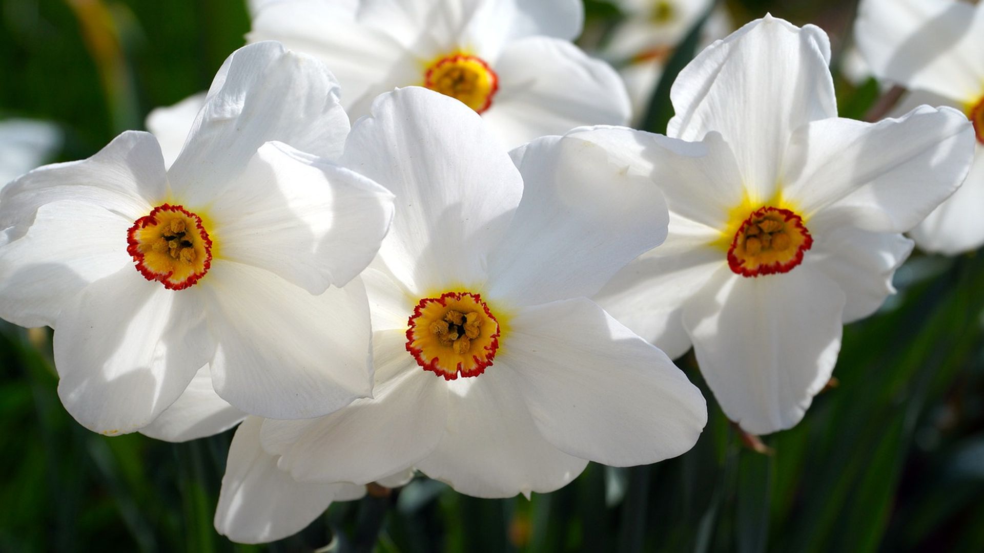 un ramo de narcisos, flor de la santa zita