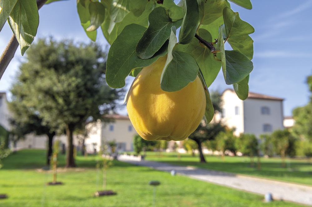 pomario dell'orto della fondazione cassa di risparmio di lucca