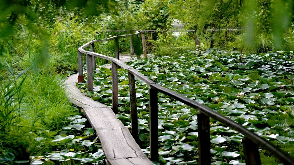 Teich im Botanischen Garten: Hauchnebelkabinet für WLM2019