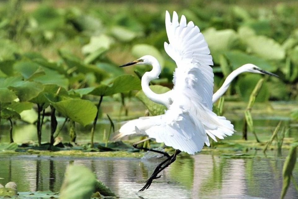garzette alla riserva naturale di Sibolla