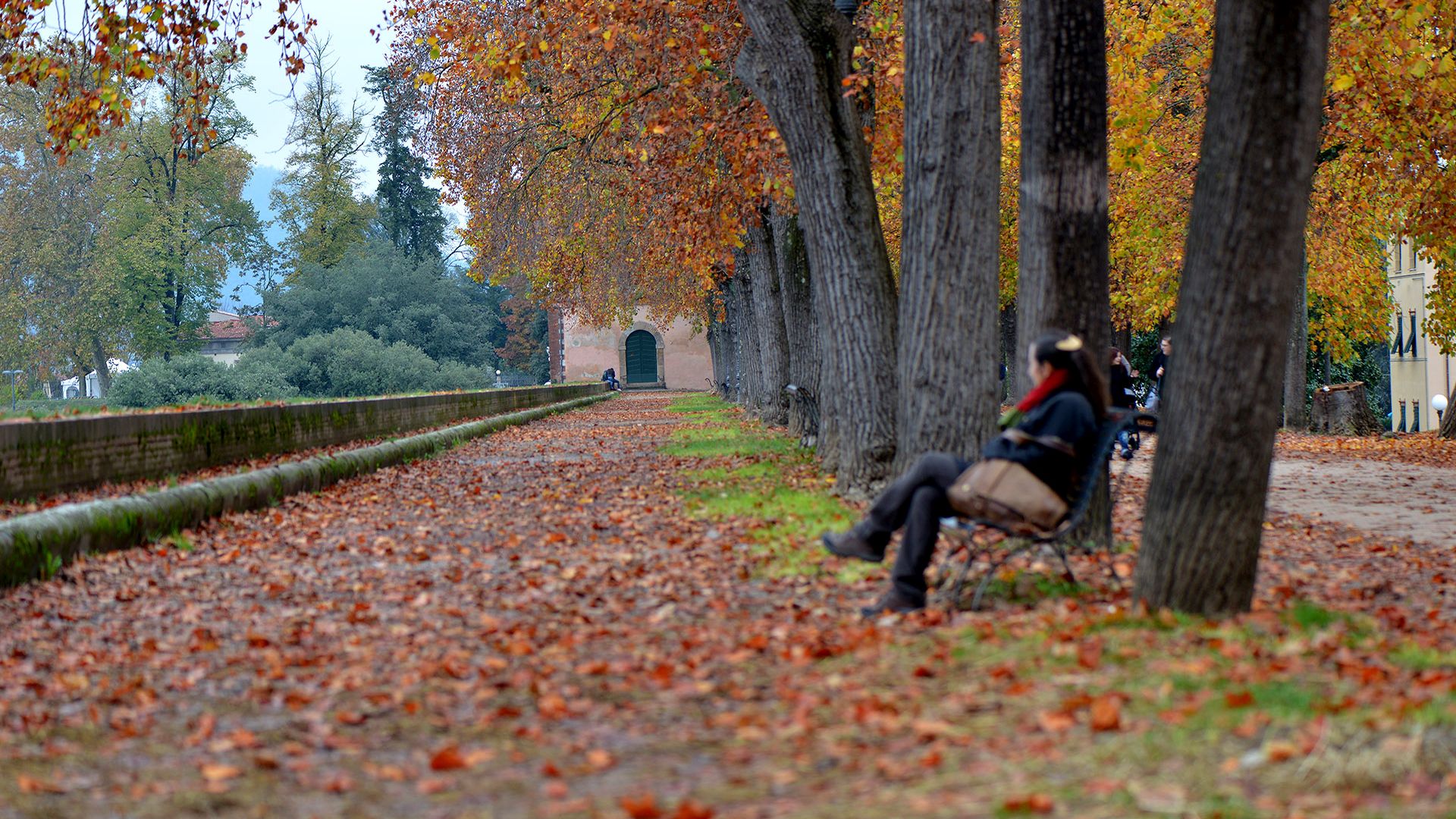 follaje en las murallas de Lucca