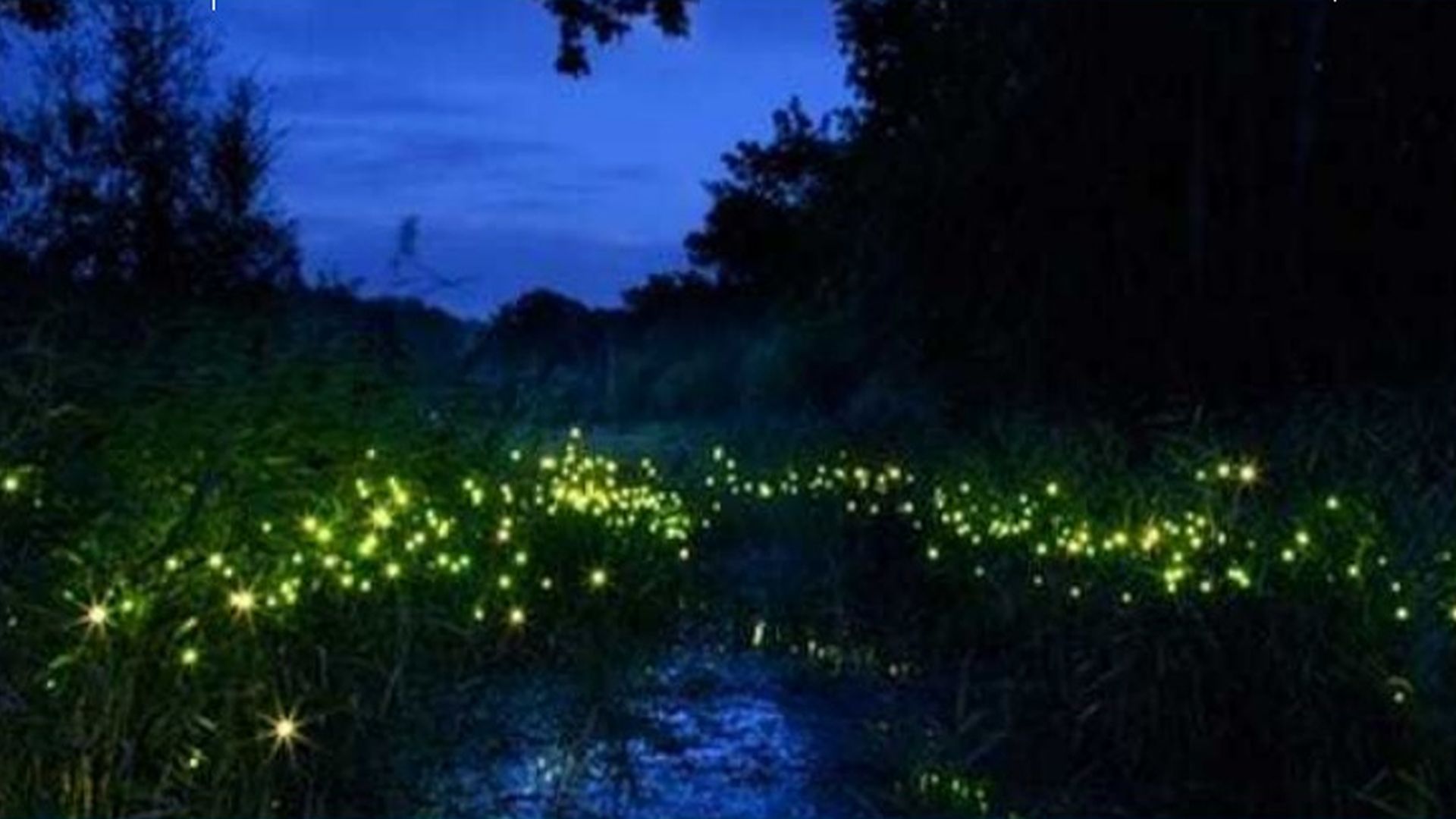 Lucioles lelong le fleuve