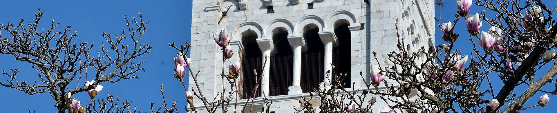 magnolie in corso garibaldi a lucca