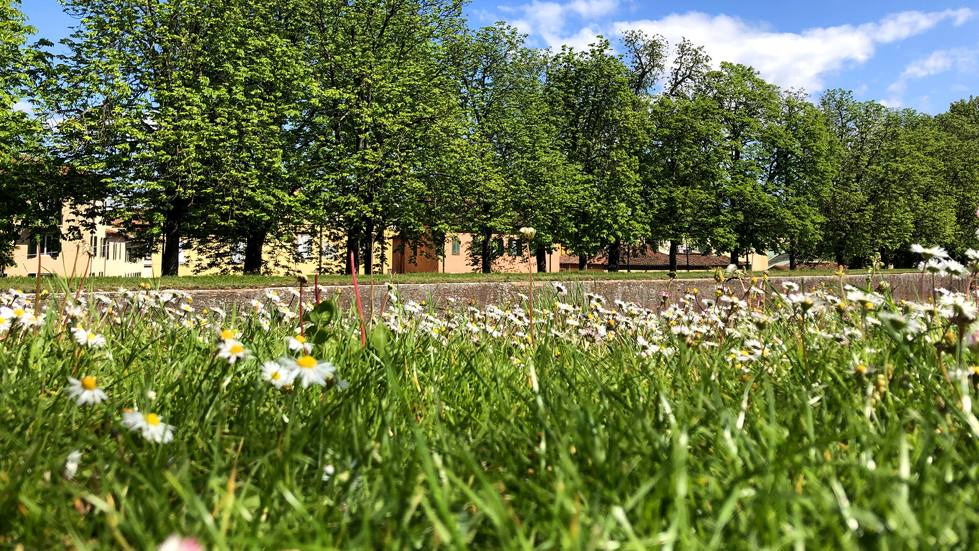 Blüte von Gänseblümchen an den Mauern von Lucca