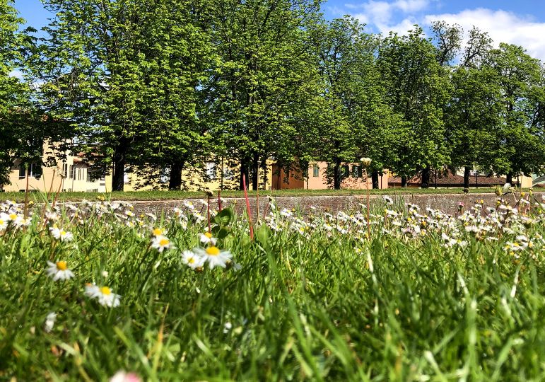 le mura di lucca in primavera - turismo.lucca.it