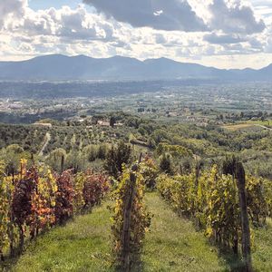 Luca Trek - paesaggi del cammino di Santa Giulia 2