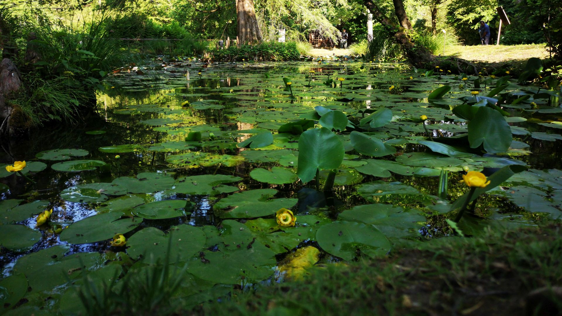 fioritura di ninfee all'orto botanico di lucca