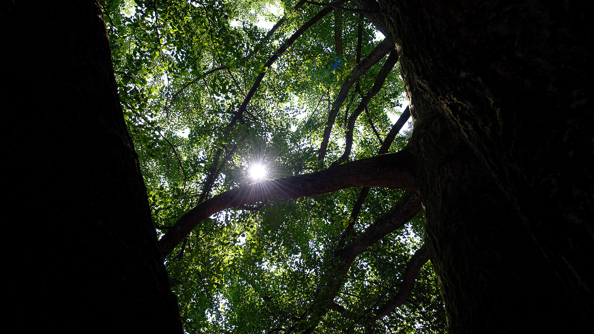 luce filtra tra la chioma del faggio all'orto botanico di lucca