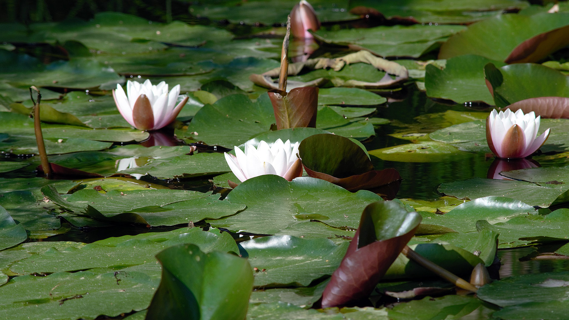 laghetto dell'orto botanico di lucca