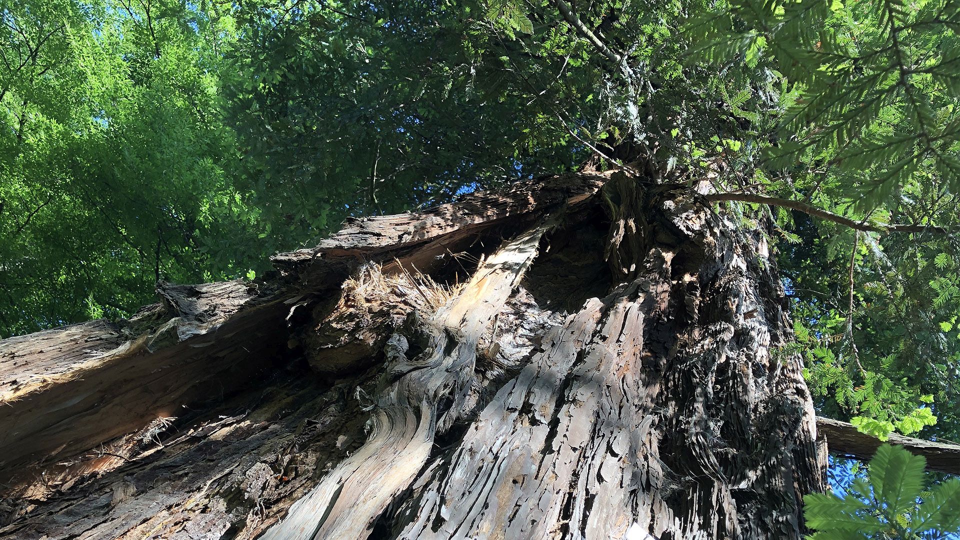 sequoia all'orto botanico di Lucca