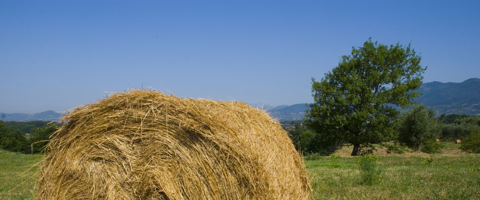 los colores del verano en Lucca: gavilla de heno en la llanura de Lucca