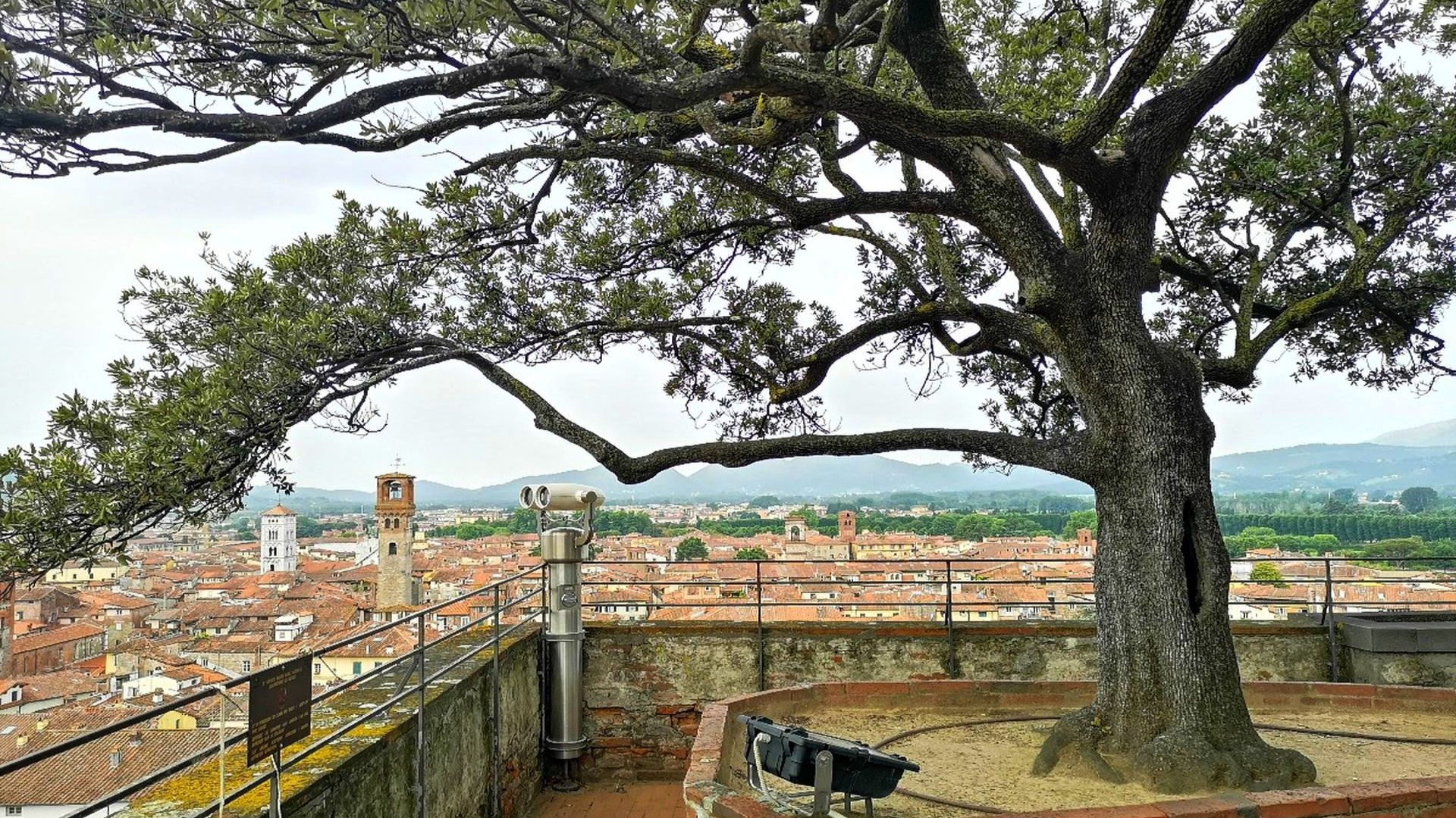 panorama di lucca dalla torre guinigi