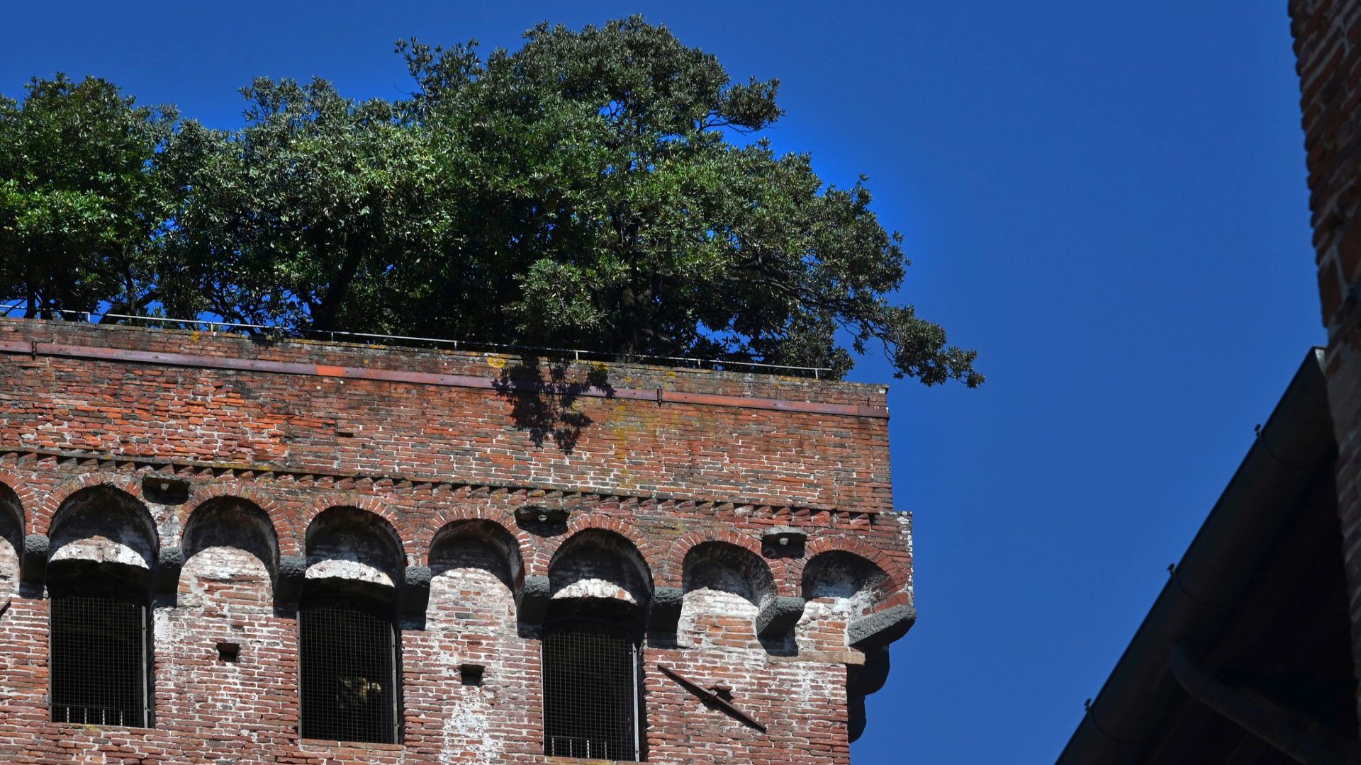 chioma di lecci sulla Torre Guinigi di Lucca