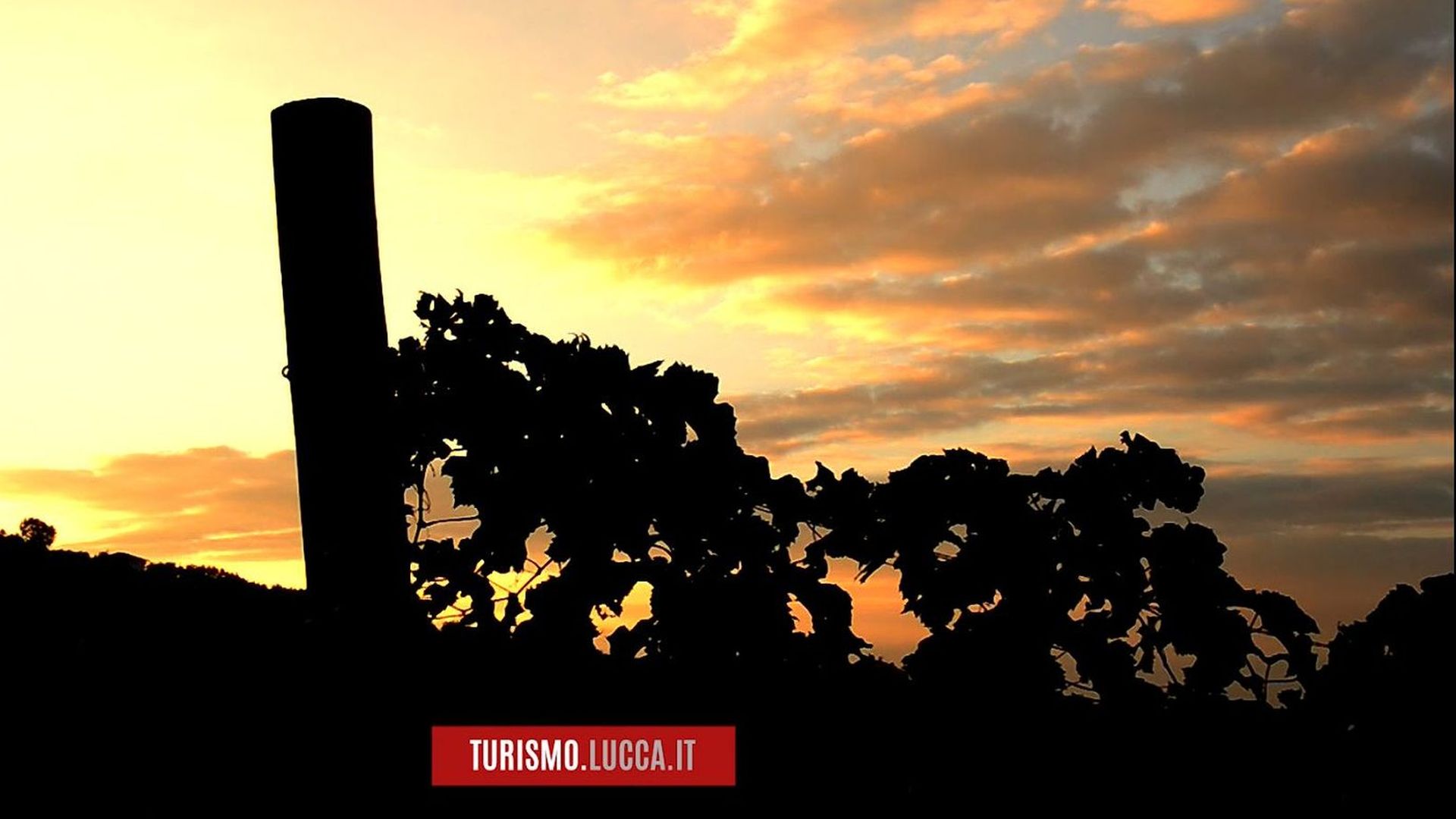 traonto sulle vinge delle colline lucchesi