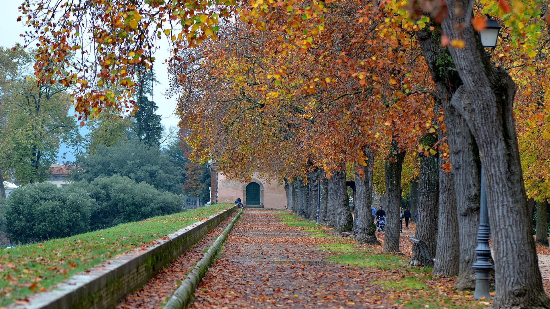 foliage dell'albero del tulipano sulle mura di lucca