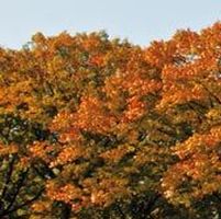 foliage sulle mura di lucca