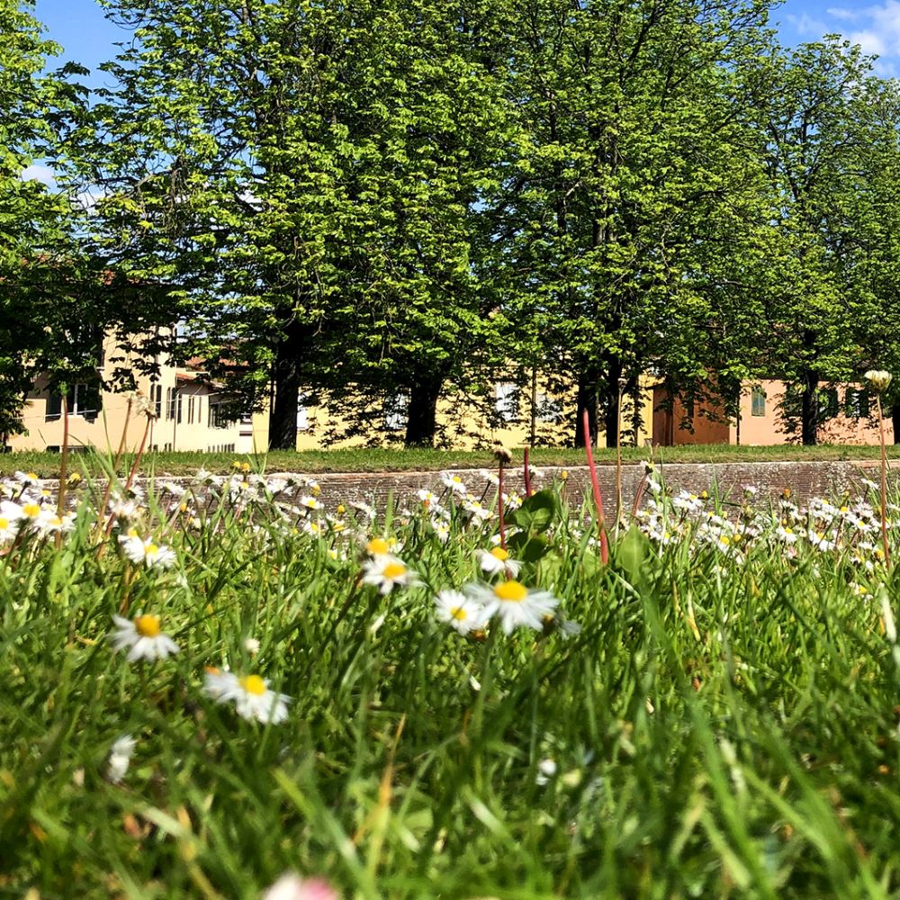 le mura di lucca a primavera