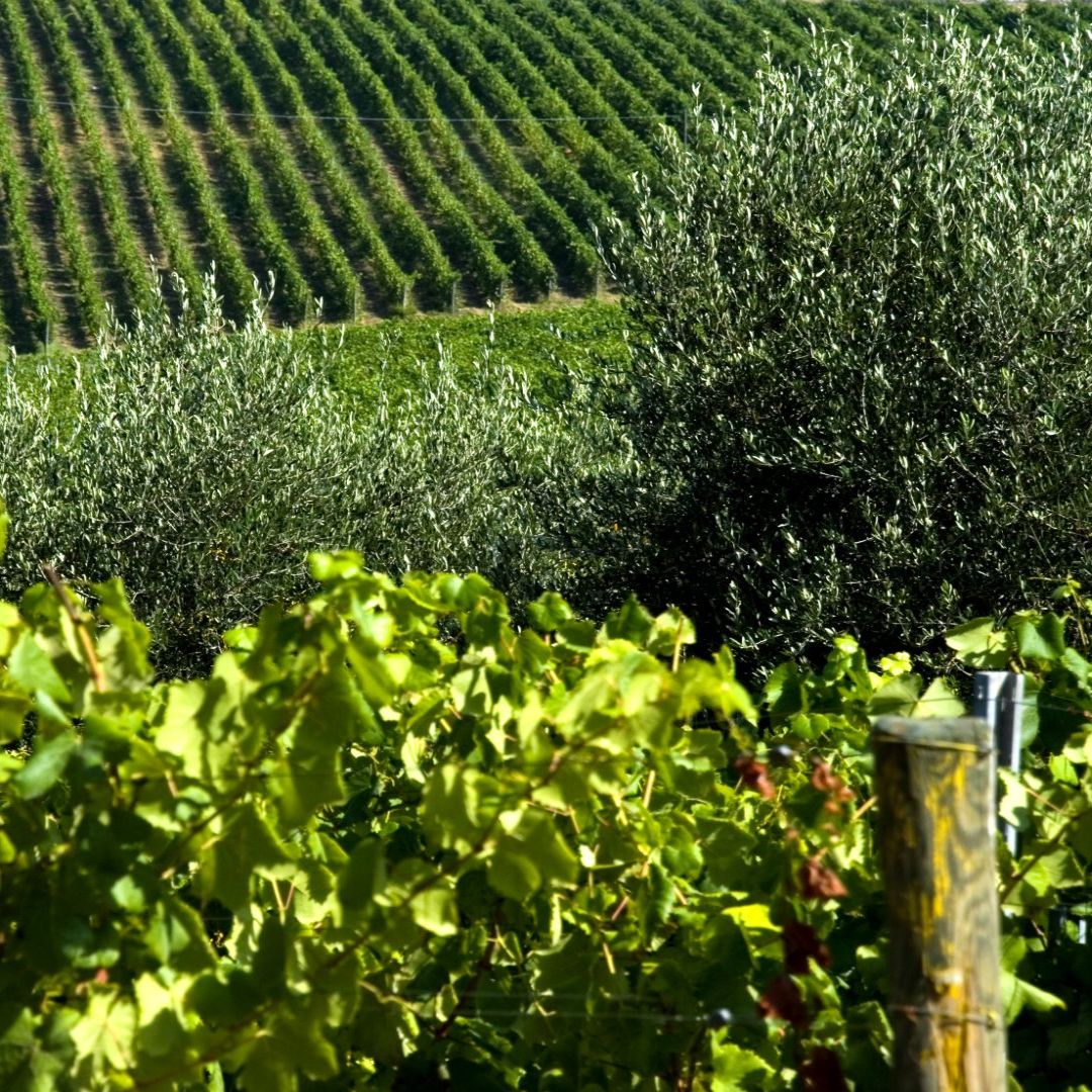 paesaggio di vigneti e oliveti nella piana di lucca