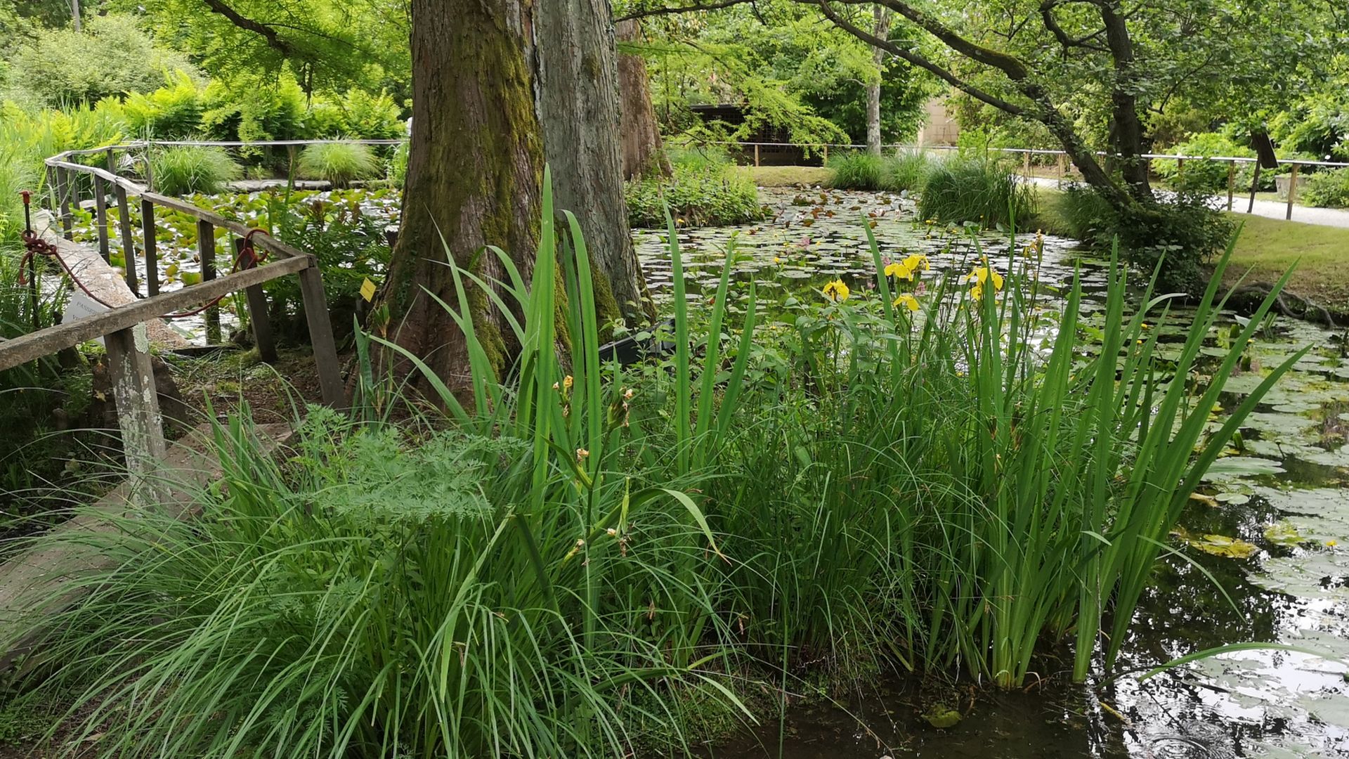 LE LAC DU JARDN BOTANIQUE DE LUCCA