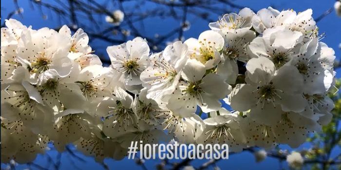 A Pasqua 2020 #iorestoacasa